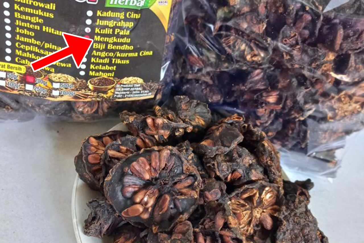 Kreasi Kuliner dari Buah Mengkudu Mulai dari Teh Selai Hingga Keripik Mengkudu