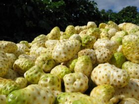 Luar Biasa Inilah 10 Kabupaten Penghasil Buah Mengkudu Terbesar di Jawa Timur