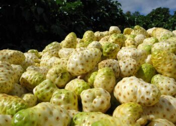 Luar Biasa Inilah 10 Kabupaten Penghasil Buah Mengkudu Terbesar di Jawa Timur