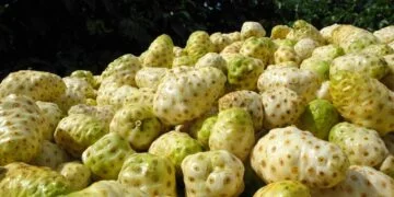 Luar Biasa Inilah 10 Kabupaten Penghasil Buah Mengkudu Terbesar di Jawa Timur