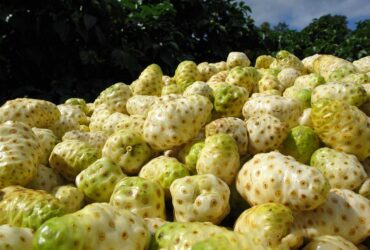 Luar Biasa Inilah 10 Kabupaten Penghasil Buah Mengkudu Terbesar di Jawa Timur