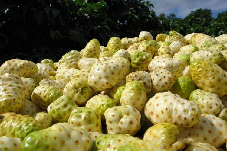 Luar Biasa Inilah 10 Kabupaten Penghasil Buah Mengkudu Terbesar di Jawa Timur