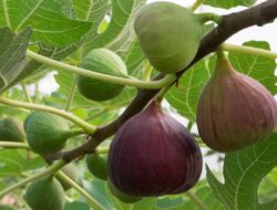 Manfaat Buah Tin Permata Tersembunyi dengan Segudang Khasiat Kesehatan