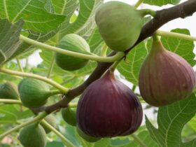 Manfaat Buah Tin Permata Tersembunyi dengan Segudang Khasiat Kesehatan