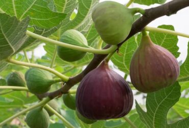Manfaat Buah Tin Permata Tersembunyi dengan Segudang Khasiat Kesehatan