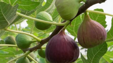 Manfaat Buah Tin Permata Tersembunyi dengan Segudang Khasiat Kesehatan