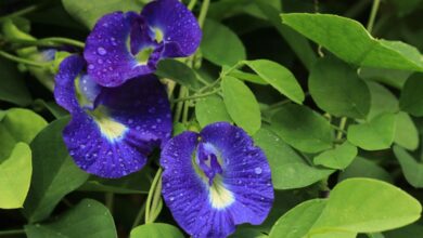 Manfaat Bunga Telang untuk Kesehatan Khasiat dari Daun Tangkai dan Bunganya