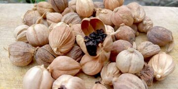 Mengenal Kapulaga Si Ratu Rempah Indonesia yang Mendunia Manfaatnya untuk Kuliner dan Pengobatan