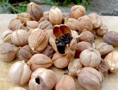 Mengenal Kapulaga Si Ratu Rempah Indonesia yang Mendunia Manfaatnya untuk Kuliner dan Pengobatan