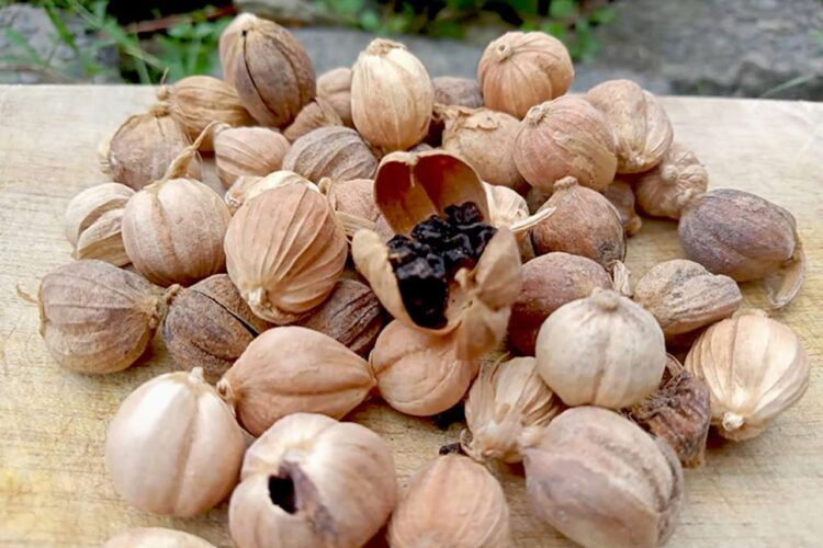 Mengenal Kapulaga Si Ratu Rempah Indonesia yang Mendunia Manfaatnya untuk Kuliner dan Pengobatan