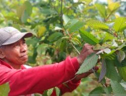Banyak Diburu di Luar Negeri Kualitas Daun Kratom Indonesia Dinilai Paling Terbaik di Dunia