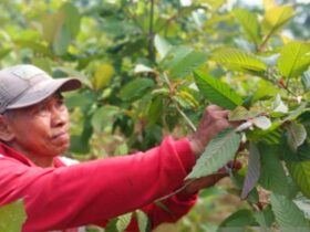 Banyak Diburu di Luar Negeri Kualitas Daun Kratom Indonesia Dinilai Paling Terbaik di Dunia