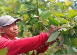 Banyak Diburu di Luar Negeri Kualitas Daun Kratom Indonesia Dinilai Paling Terbaik di Dunia