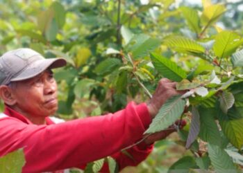 Banyak Diburu di Luar Negeri Kualitas Daun Kratom Indonesia Dinilai Paling Terbaik di Dunia