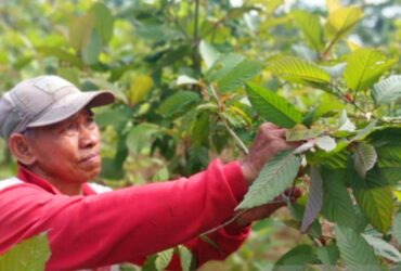 Banyak Diburu di Luar Negeri Kualitas Daun Kratom Indonesia Dinilai Paling Terbaik di Dunia