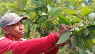 Banyak Diburu di Luar Negeri Kualitas Daun Kratom Indonesia Dinilai Paling Terbaik di Dunia
