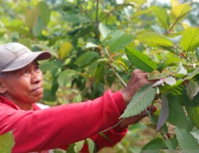 Banyak Diburu di Luar Negeri Kualitas Daun Kratom Indonesia Dinilai Paling Terbaik di Dunia
