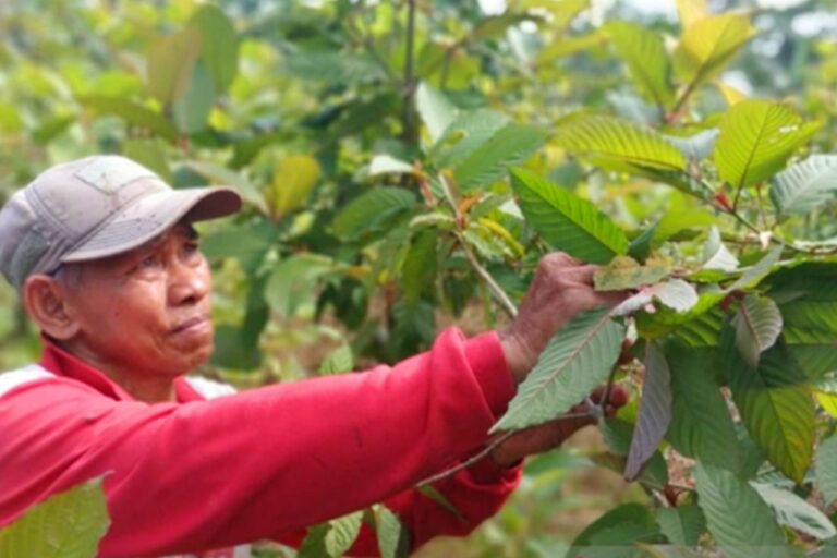 Banyak Diburu di Luar Negeri Kualitas Daun Kratom Indonesia Dinilai Paling Terbaik di Dunia