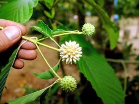 Dijuluki Daun Surga 6 Khasiat Daun Kratom untuk Kesehatan Hingga Pengobatan