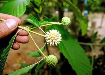 Dijuluki Daun Surga 6 Khasiat Daun Kratom untuk Kesehatan Hingga Pengobatan