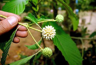 Dijuluki Daun Surga 6 Khasiat Daun Kratom untuk Kesehatan Hingga Pengobatan