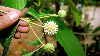 Dijuluki Daun Surga 6 Khasiat Daun Kratom untuk Kesehatan Hingga Pengobatan