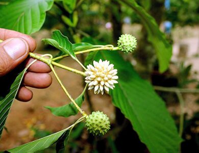 Dijuluki Daun Surga 6 Khasiat Daun Kratom untuk Kesehatan Hingga Pengobatan