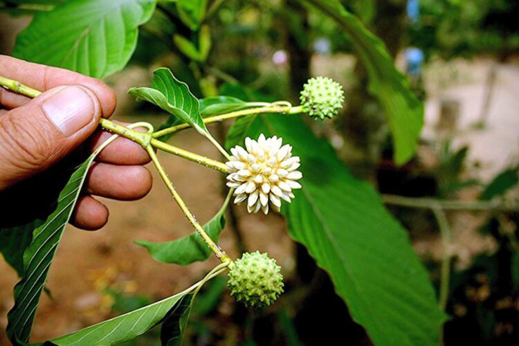 Dijuluki Daun Surga 6 Khasiat Daun Kratom untuk Kesehatan Hingga Pengobatan