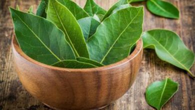Jarang Diketahui 9 Khasiat Daun Salam untuk Kesehatan yang Perlu Anda Ketahui