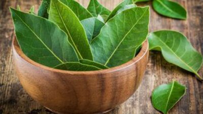 Jarang Diketahui: 9 Khasiat Daun Salam untuk Kesehatan yang Perlu Anda Ketahui