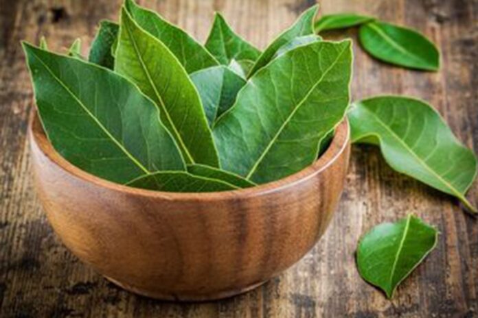 Jarang Diketahui 9 Khasiat Daun Salam untuk Kesehatan yang Perlu Anda Ketahui