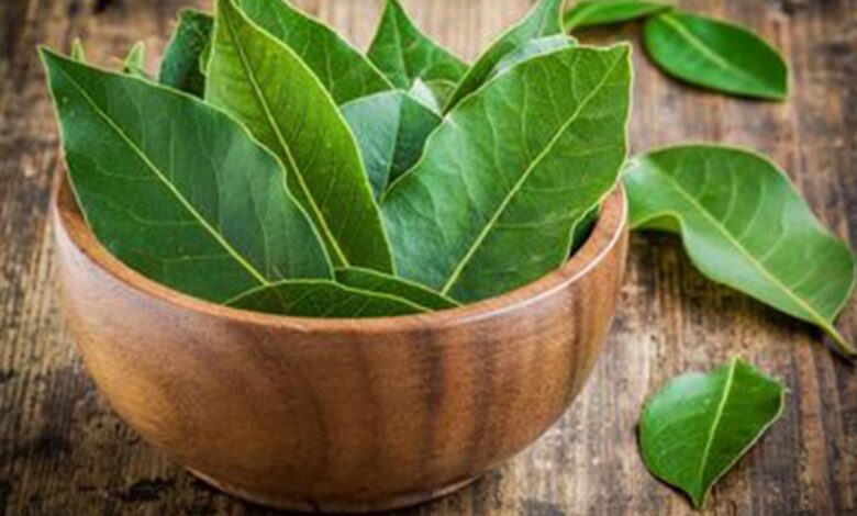 Jarang Diketahui 9 Khasiat Daun Salam untuk Kesehatan yang Perlu Anda Ketahui