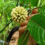 Melihat Potensi Daun Kratom dari Berbagai Aspek Antara Khasiat dan Legalitas