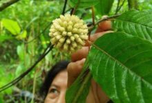 Melihat Potensi Daun Kratom dari Berbagai Aspek Antara Khasiat dan Legalitas