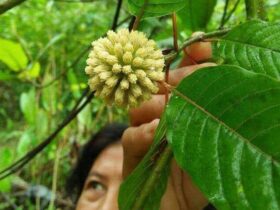 Melihat Potensi Daun Kratom dari Berbagai Aspek Antara Khasiat dan Legalitas