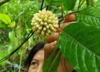 Melihat Potensi Daun Kratom dari Berbagai Aspek Antara Khasiat dan Legalitas