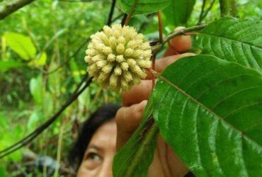 Melihat Potensi Daun Kratom dari Berbagai Aspek Antara Khasiat dan Legalitas