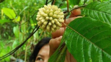 Melihat Potensi Daun Kratom dari Berbagai Aspek Antara Khasiat dan Legalitas