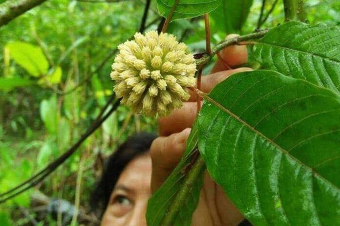 Melihat Potensi Daun Kratom dari Berbagai Aspek Antara Khasiat dan Legalitas