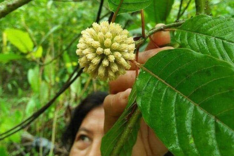 Melihat Potensi Daun Kratom dari Berbagai Aspek Antara Khasiat dan Legalitas
