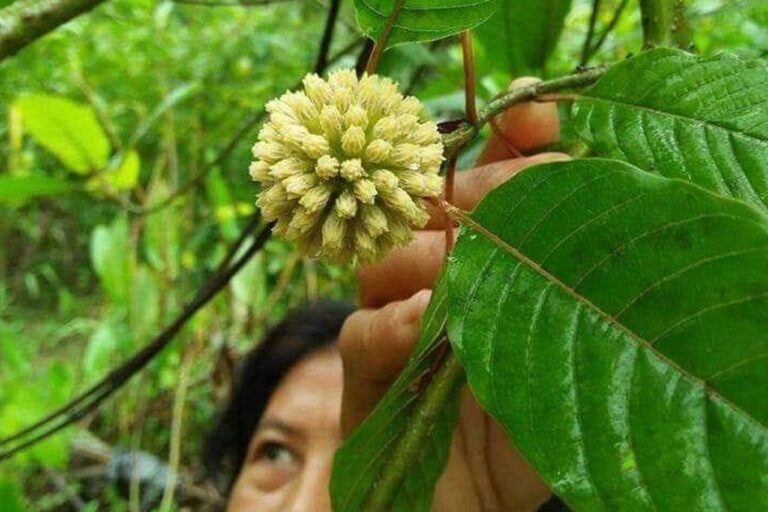 Melihat Potensi Daun Kratom dari Berbagai Aspek Antara Khasiat dan Legalitas
