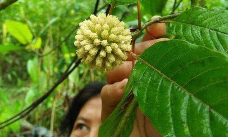 Melihat Potensi Daun Kratom dari Berbagai Aspek Antara Khasiat dan Legalitas
