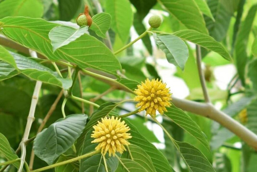 Mengenal Kratom Daun Surga Asal Kalimantan yang Banyak Diburu Dunia
