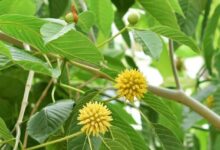 Mengenal Kratom Daun Surga Asal Kalimantan yang Banyak Diburu Dunia