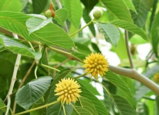 Mengenal Kratom Daun Surga Asal Kalimantan yang Banyak Diburu Dunia