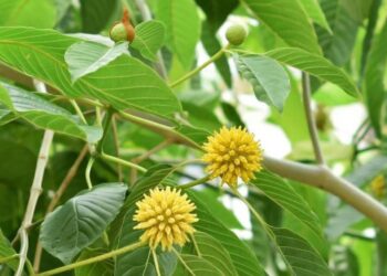 Mengenal Kratom Daun Surga Asal Kalimantan yang Banyak Diburu Dunia