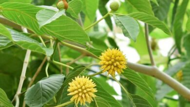 Mengenal Kratom Daun Surga Asal Kalimantan yang Banyak Diburu Dunia