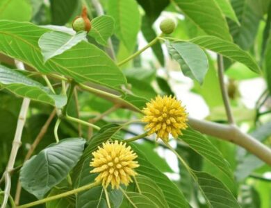 Mengenal Kratom Daun Surga Asal Kalimantan yang Banyak Diburu Dunia