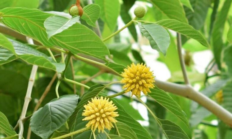 Mengenal Kratom Daun Surga Asal Kalimantan yang Banyak Diburu Dunia
