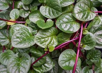 10 Khasiat Daun Binahong untuk Kesehatan yang Mungkin Belum Anda Ketahui